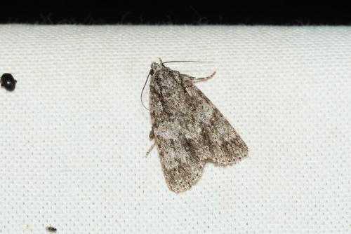 Acronicta rumicis